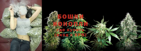 прущие грибы Алзамай